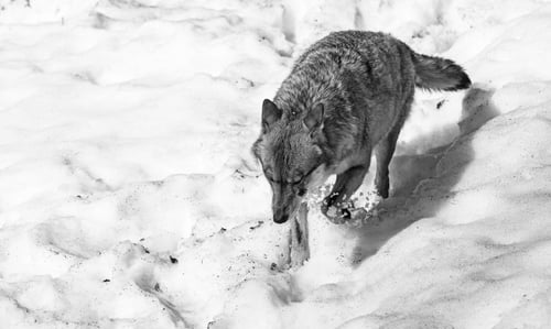 Preview: Wolf In The Bavarian Forest National Park, Bavaria, Germany