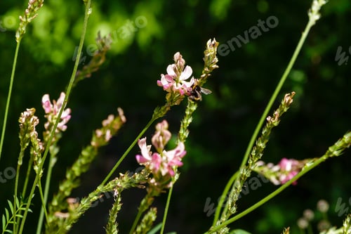 Preview: Hungarian Sainfoin (Onobrychis Arenaria) On A Sunny Day In Garden. A Bee Collects Nectar On