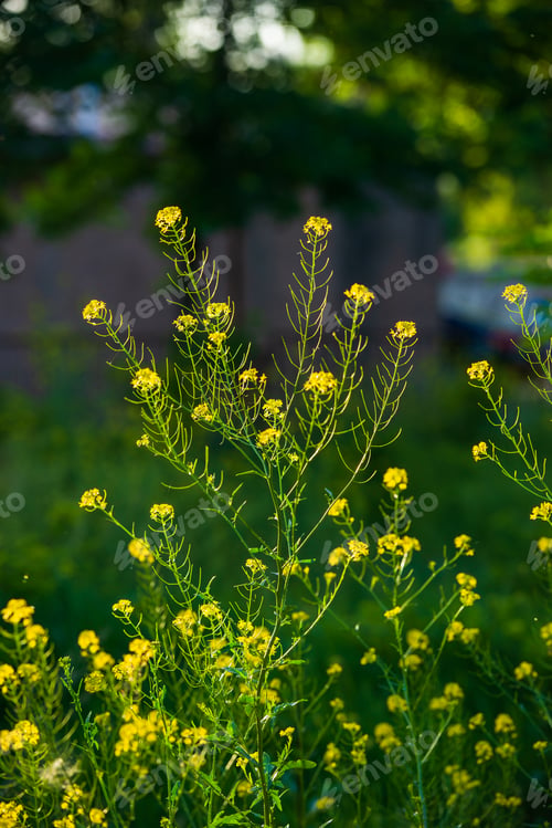 Preview: Yellow Wildflowers On Bokeh Nature Background
