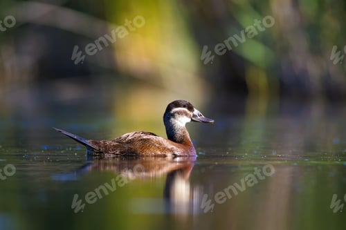 Preview: Swimming Duck. Colorful Lake Background. Bird: White Headed Duck. Oxyura Leucocephala.