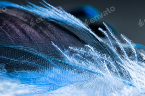 Preview: Colorful Rooster Feather With Details And Reflexions