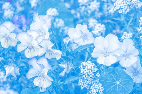 Preview: Bright Colorful Pansy Flowers On A Background Of The Summer Landscape.