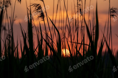 Preview: Beautiful Red Sunset Over The Lake With Grass On Forefround