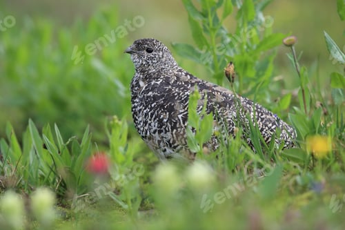 Preview: A Close Up Image Of A White-Tailed Ptarmigan Bird Glacier Np Usa