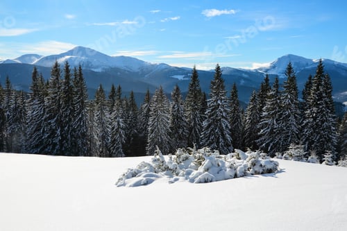 Vorschau: Schneebedeckte Fichten stehen auf einer schneebedeckten Bergwiese unter blauem Himmel. Wunderbarer Winter