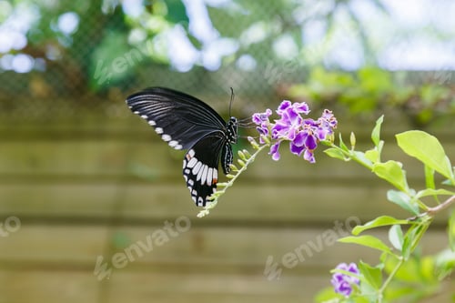 Preview: A Gorgeous Black Butterfly (Papilio Polytes Butterfly) Collecting Nectar On A Tropical Plant
