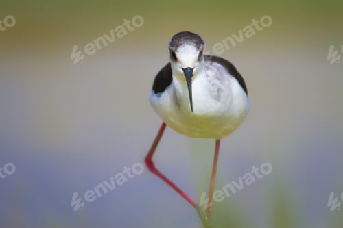 Preview: Black Winged Stilt. Himantopus Himantopus. Colorful Nature Background.