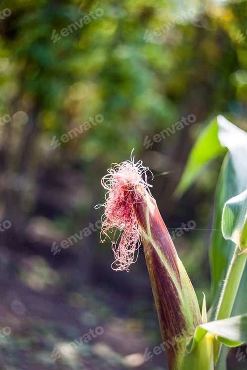 Preview: Corn In The Garden