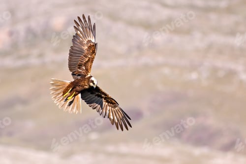 Preview: Flying Hawk. Bird Of Prey. Bird: Western Marsh Harrier. Nature Background.