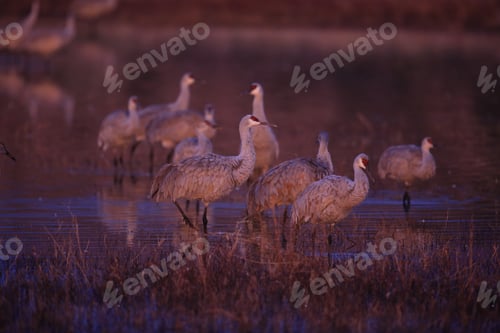 Preview: Sandhill Crane Bosque Del Apache Wildlife Reserve New Mexico Usa