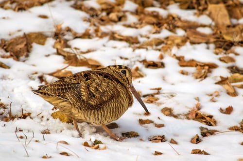 Preview: Winter, Dry Leaves And Woodcock. Camouflage Bird. Eurasian Woodcock. Scolopax Rusticola. Nature