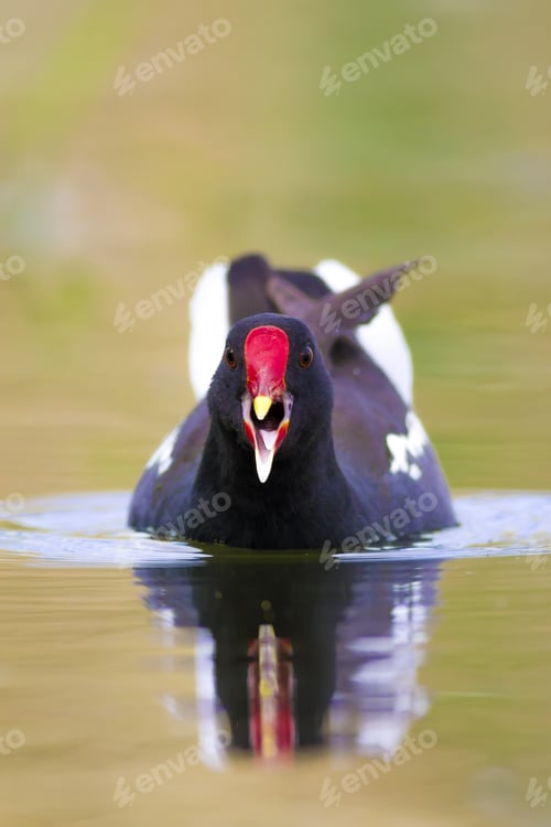 Preview: Nature And Bird. Cute Colorful Water Bird. Lake Habitat And Green Nature Background. Bird: Common