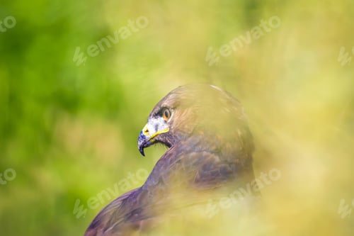 Preview: Hawk Portrait. Green Nature Background Long Legged Buzzard / Buteo Rufinus