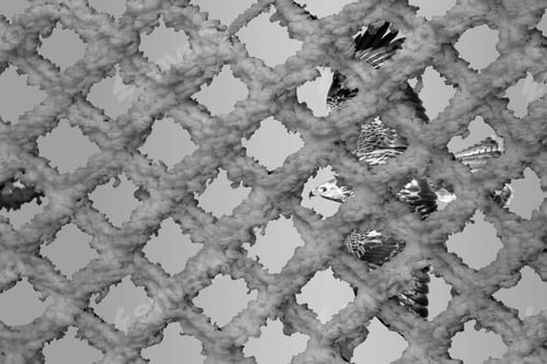Preview: Black White Abstract Animal Photos.