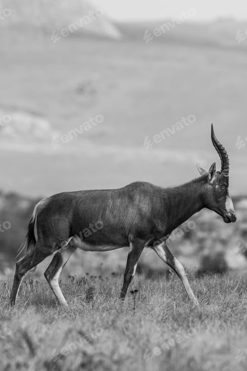 Preview: A Blesbok Antelope (Damaliscus Pygargus) In The Malolotja Nature Reserve, Swaziland