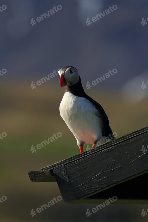 Preview: Atlantic Puffin Sitting On Observation Hut Iceland