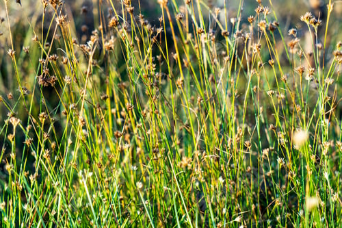 Preview: Swamp Vegetation Close Up With Grass Bents And Foliage, Bog In Autumn