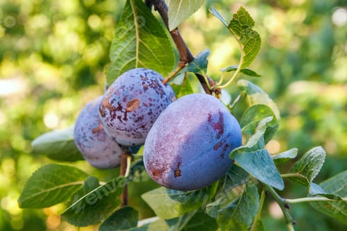 Preview: Close Up Of The Plums Ripe On Branch. Ripe Plums On A Tree Branch In The Orchard. View Of Fresh
