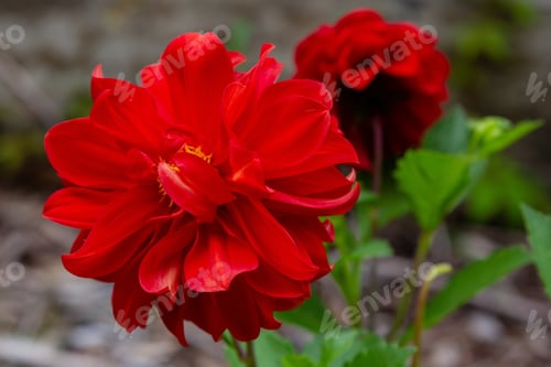 Preview: Blossom Of Dahlia In Autumn Garden. Dahlia Flower, Closeup Dahlia Flower In Full Bloom In The Garden