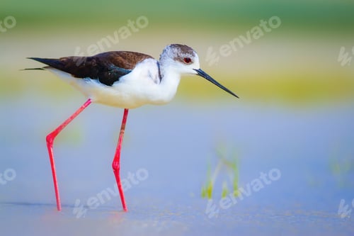 Preview: Cute Water Bird. Natural Background.