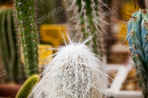 Preview: Cactuses In Balchik Botanical Garden