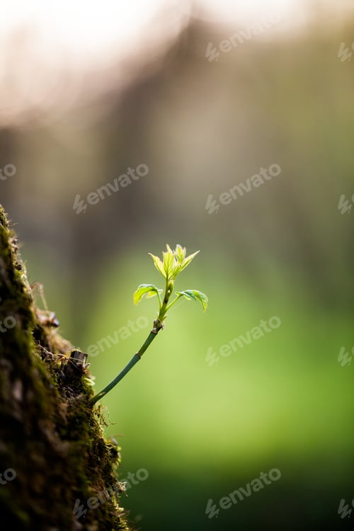 Preview: Light Yellow-Green Leaves On Spring, Natural Background