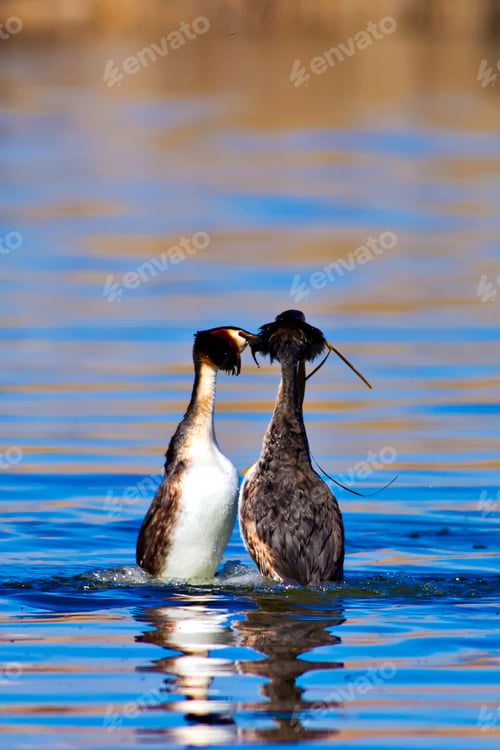 Preview: Couple Birds. Water Background.