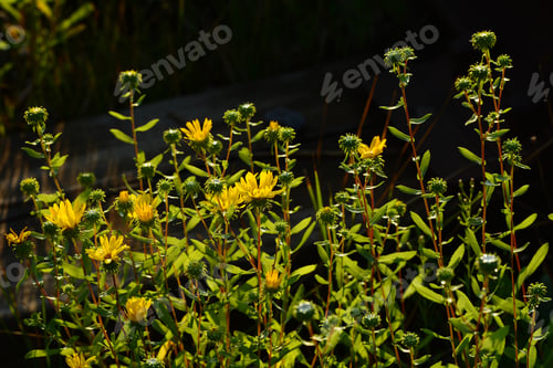 Preview: Grindelia Squarrosa (Curly-Cup Gumweed) In Natural Habitat