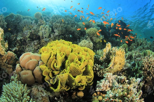 Preview: Cabbage Coral On Red Sea Reef