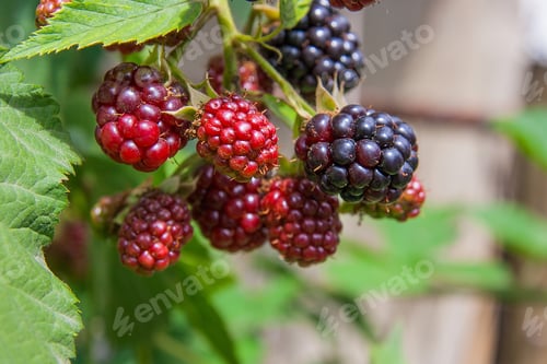 Preview: Red And Black Wild Blackberries Bushes And Branches On Green Leaves Background In The Garden. Close