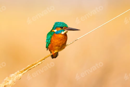 Preview: Cute Bird Kingfisher. Yellow Nature Background. Common Kingfisher Alcedo Atthis
