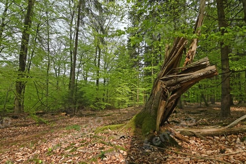 Preview: Tree Stump In A Beech Forest In Spring