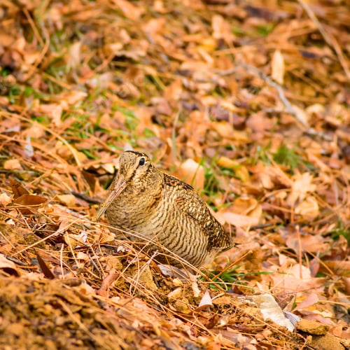 Preview: Woodcock And Dry Leaves. Brown Nature Background. Eurasian Woodcock / Scolopax Rusticola
