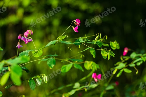 Preview: Beautiful Pink Flowers In The Forest, Armenia