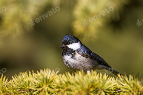 Preview: Cute Little Common Bird. Green Nature Background. Bird: Coal Tit. Periparus Ater.