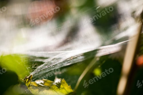 Preview: Abstract Composition With Spider Web Details And Natural Colors