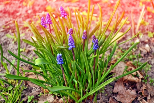 Preview: Bright And Colorful Flower Of Hyacinth On The Background Of The Spring Landscape