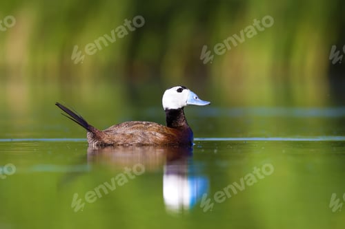 Preview: Swimming Cute Duck. Colorful Nature Background. Bird: White Headed Duck. Oxyura Leucocephala.