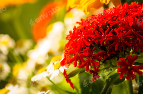 Preview: A Bouquet Of Bright Spring Flowers Of Various Types