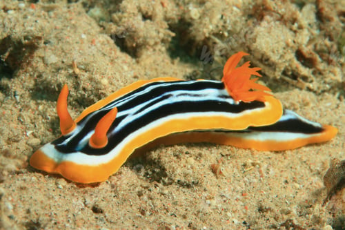 Preview: Pyjama Chromodorid (Chromodoris Quadricolor)