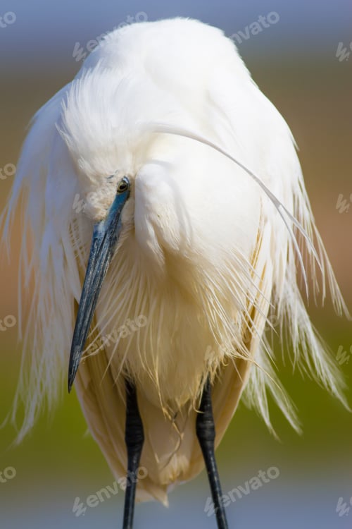 Preview: Beautiful White Heron. Colorful Nature Background. Heron Bird: Little Egret. Egretta Garzetta.