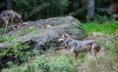 Preview: Gray (Or Grey) Wolves (Canis Lupus) In The Bayerischer Wald National Park In Bavaria, Germany.