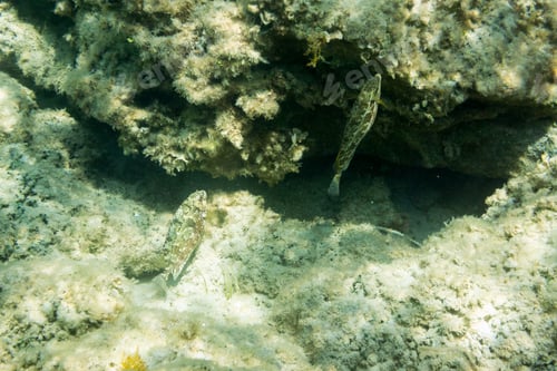 Preview: Underwater Texture And Fauna In Ionian Sea, Zakynthos, Greece