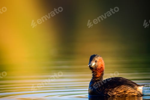 Preview: Swimming Cute Bird Colorful Nature Background. Little Grebe / Tachybaptus Ruficollis