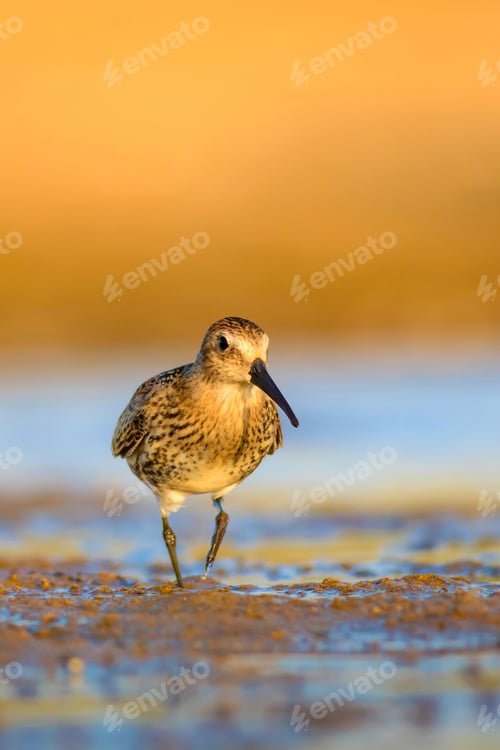 Preview: Cute Water Bird. Yellow Blue Background.