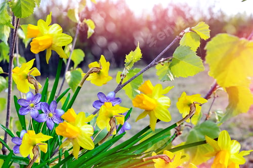 Preview: Yellow Flowers Daffodils. Spring Landscape And Flowers