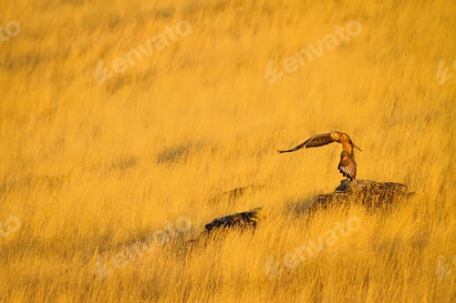 Preview: Flying Hawk. Yellow Dry Grass Background.