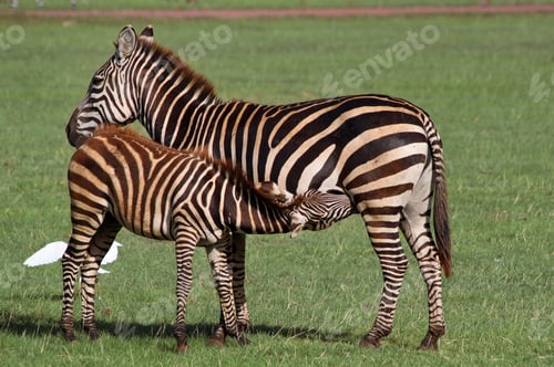Preview: Zebras In The Lake Manyara National Park, Tanzania