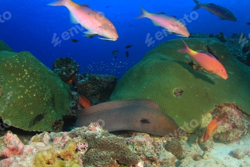 Preview: Giant Moray Eel