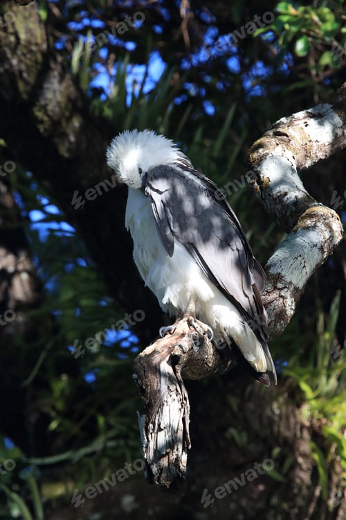 Preview: White-Bellied Sea Eagle (Haliaeetus Leucogaster) Australia